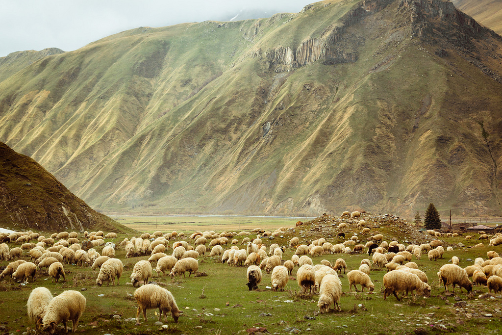 A Wild Sheep Chase